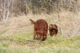 SETTER IRLANDAIS 272